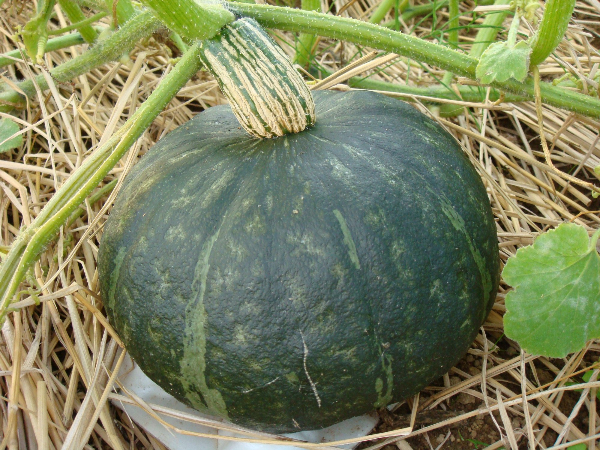 提供：能登野菜振興協議会