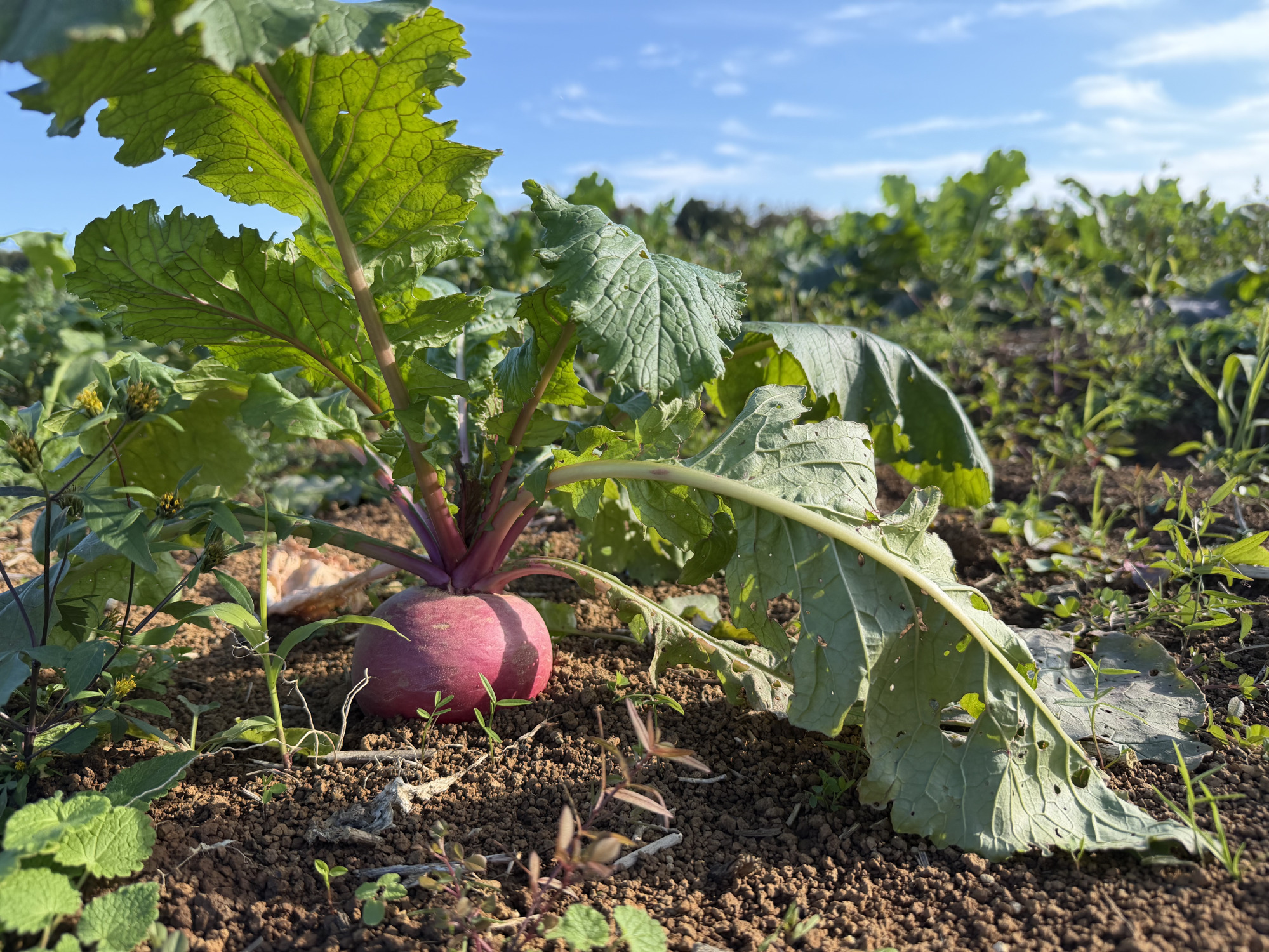 能登島の畑で実った野菜
