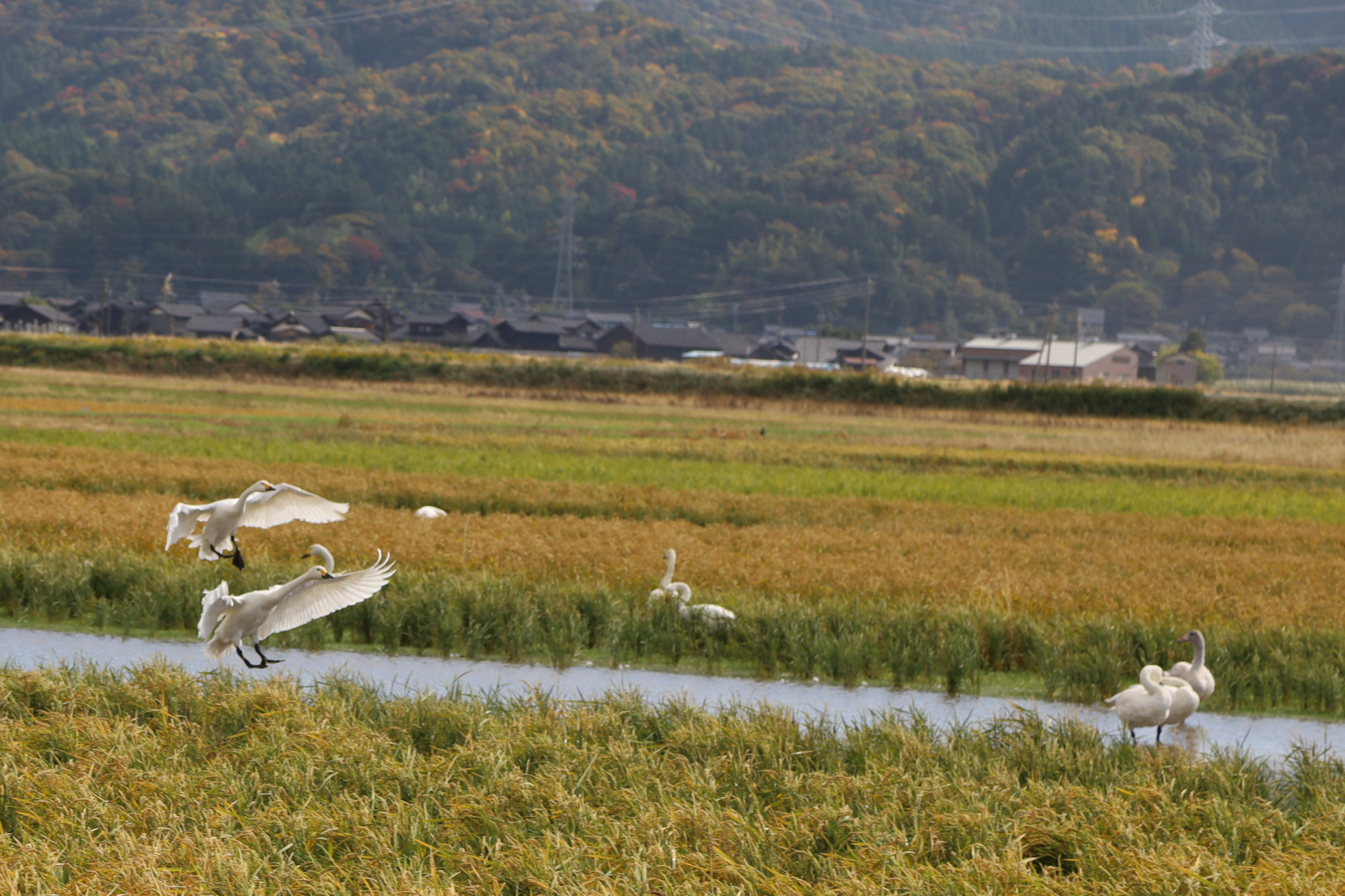 鳴き声にも心が和みます