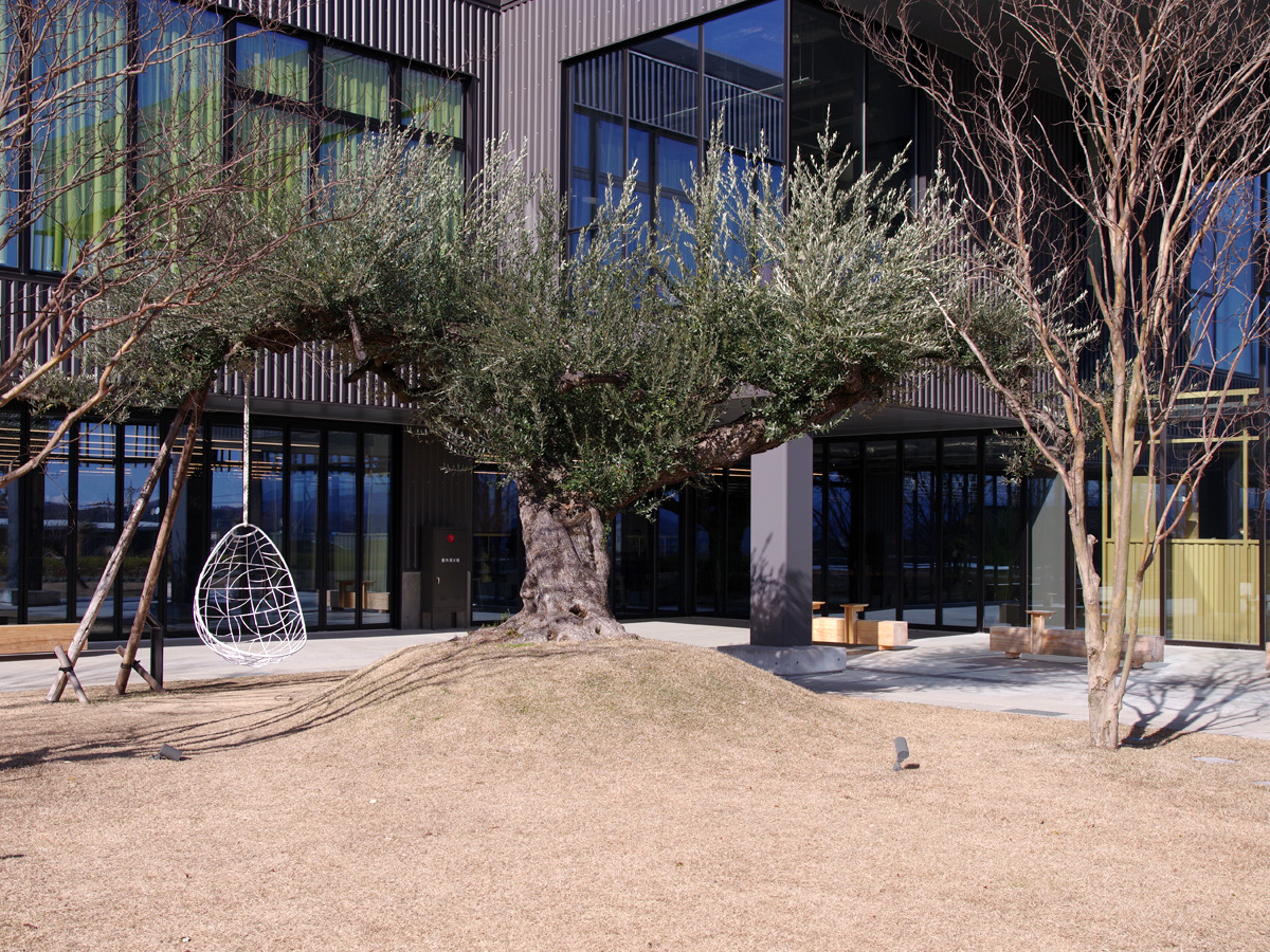 樹齢500年以上のオリーブの樹とブランコ