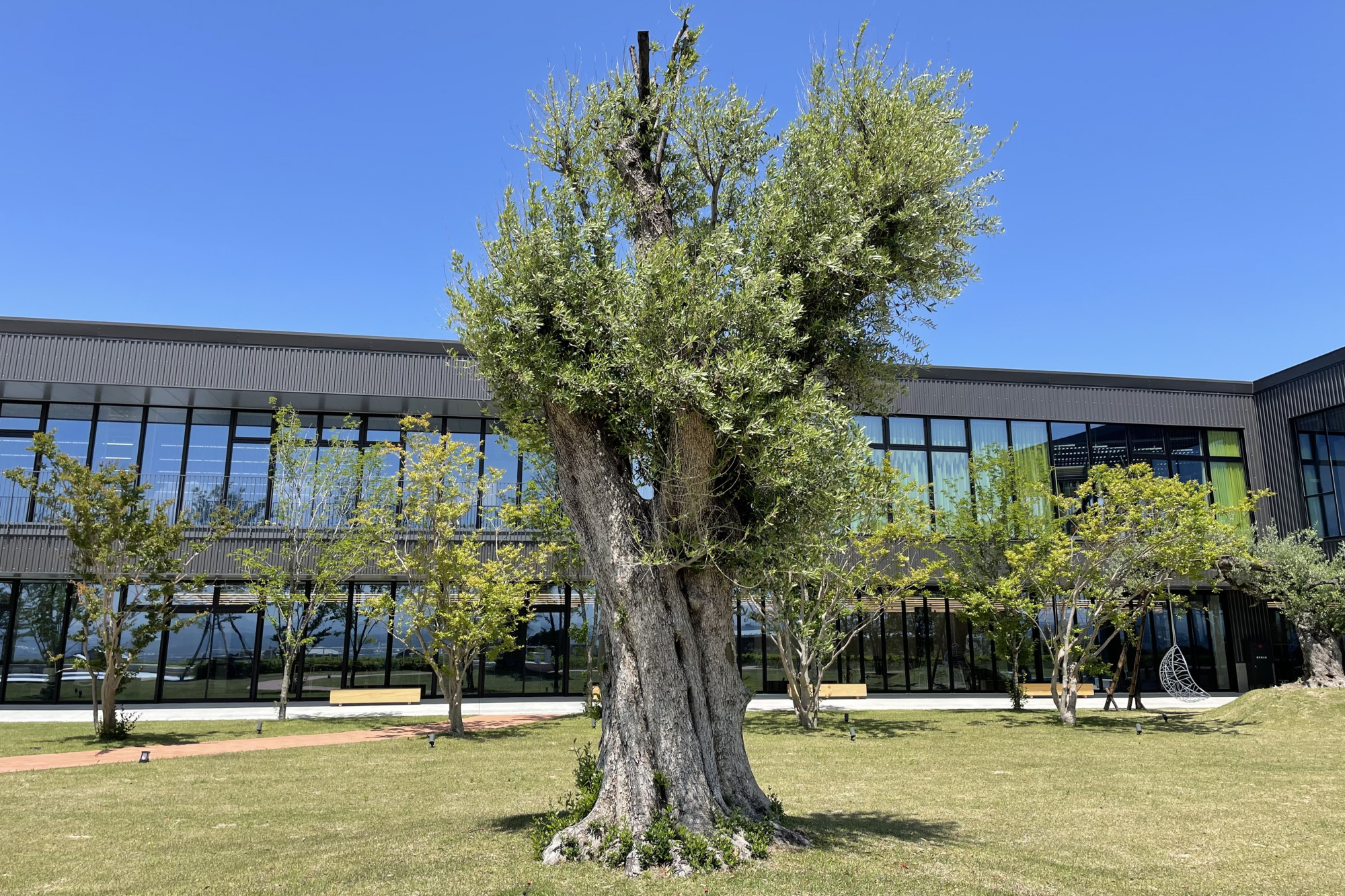 ガーデンの中心にあるオリーブの樹は、なんと樹齢1000年！