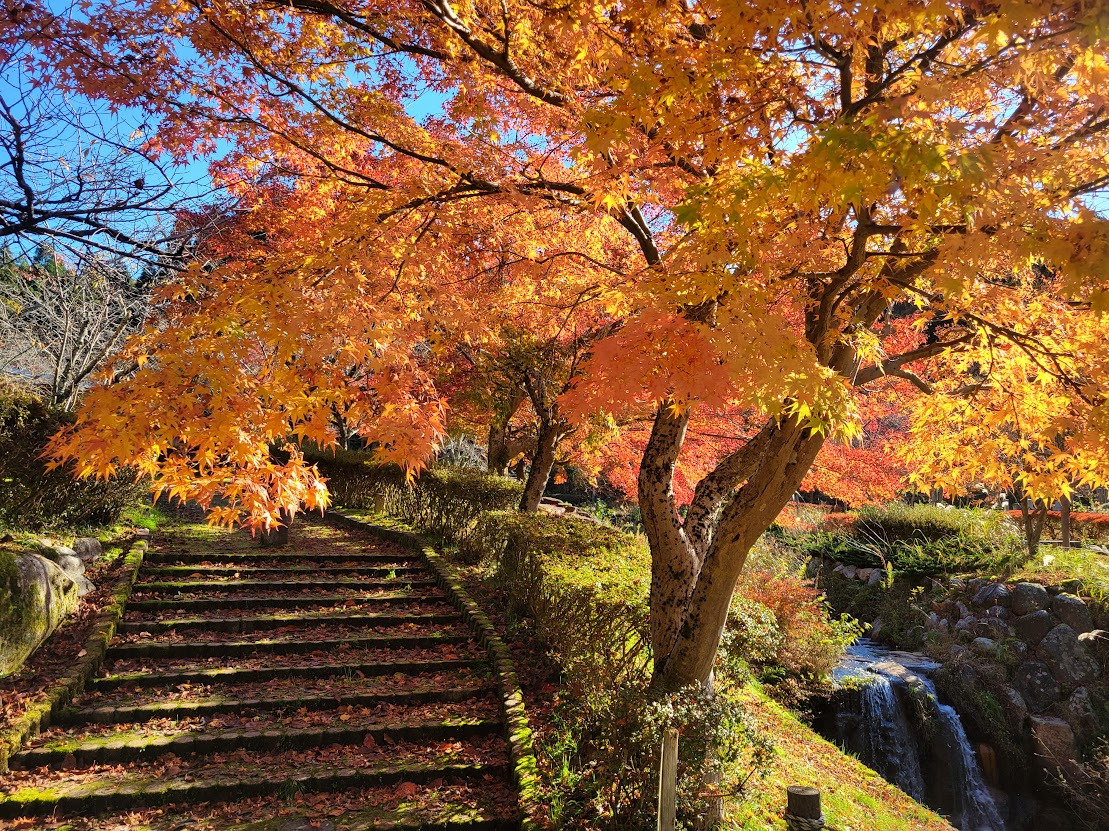 羽咋市：永光寺の紅葉