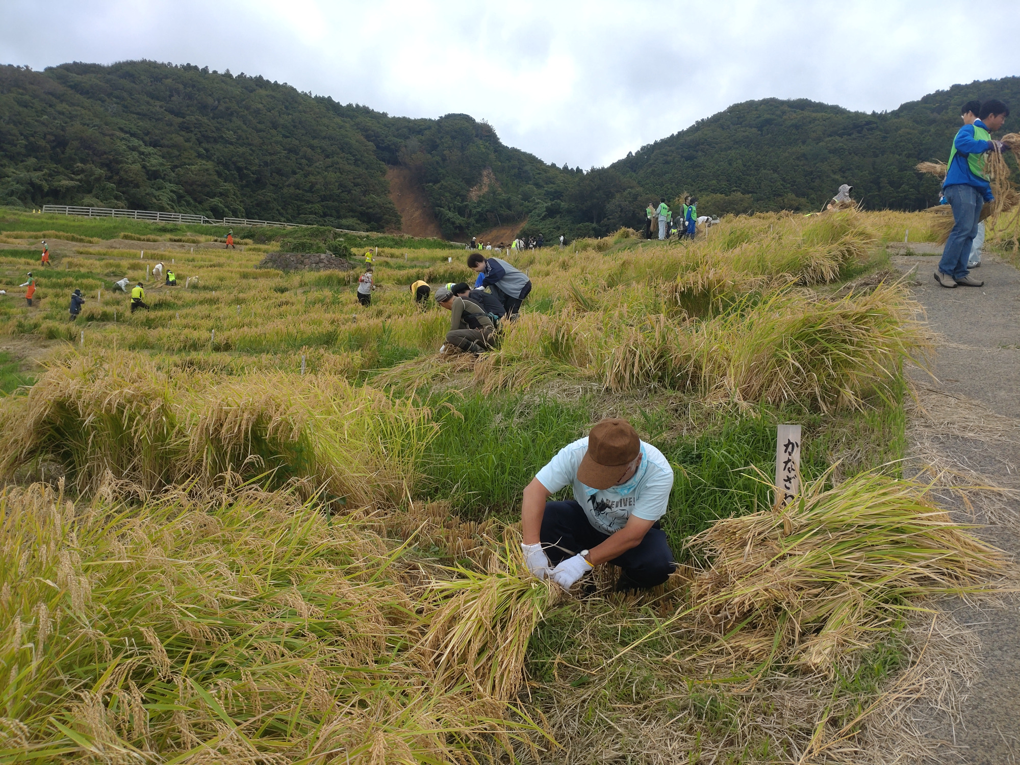 オーナーの稲刈り風景