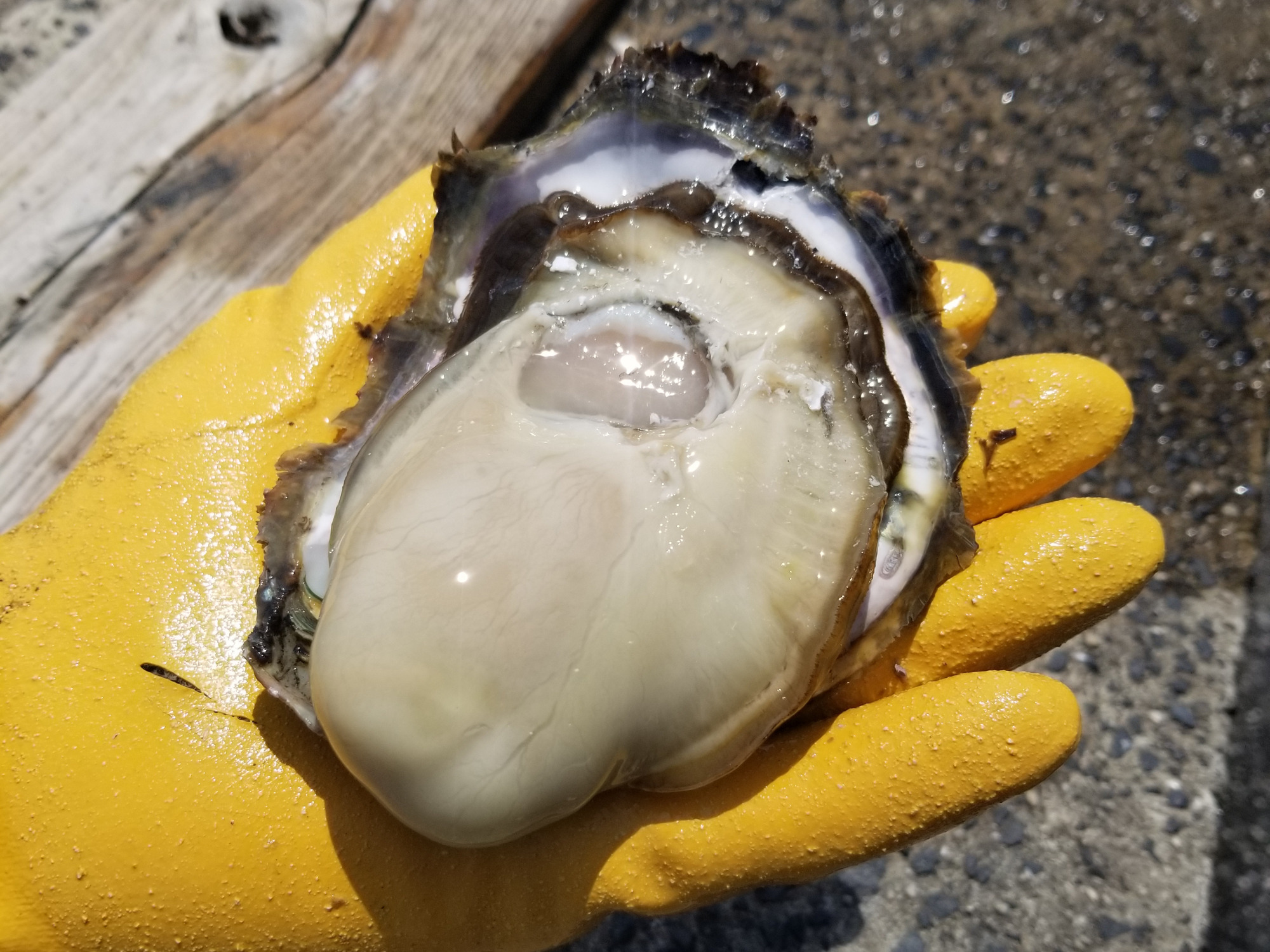 手のひらから溢れんばかりの岩牡蠣