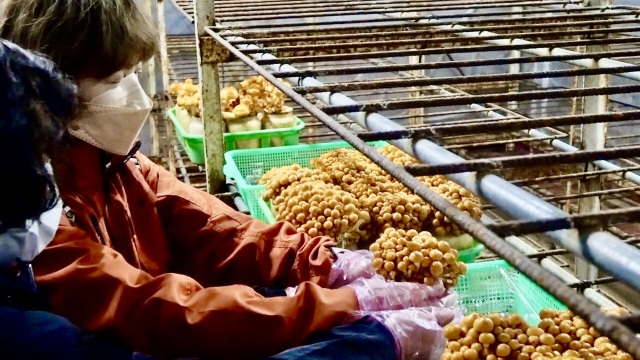 白山麓・観光スポット｜ジビエやなめこなど里山の恵みと、手取…