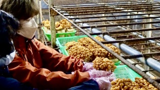 白山麓・観光スポット｜ジビエやなめこなど里山の恵みと、手取峡谷の絶景を堪能。