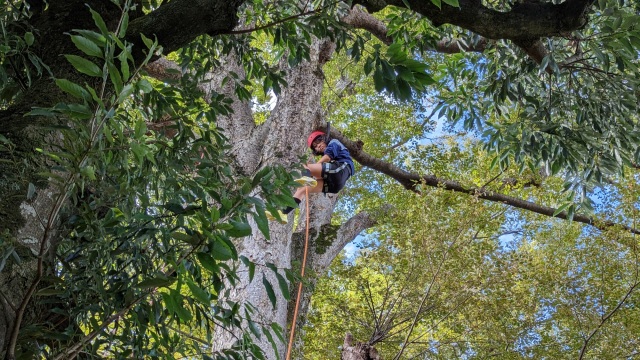 石川県・親子で自然体験｜金沢近隣で子どもとツリークライミン…