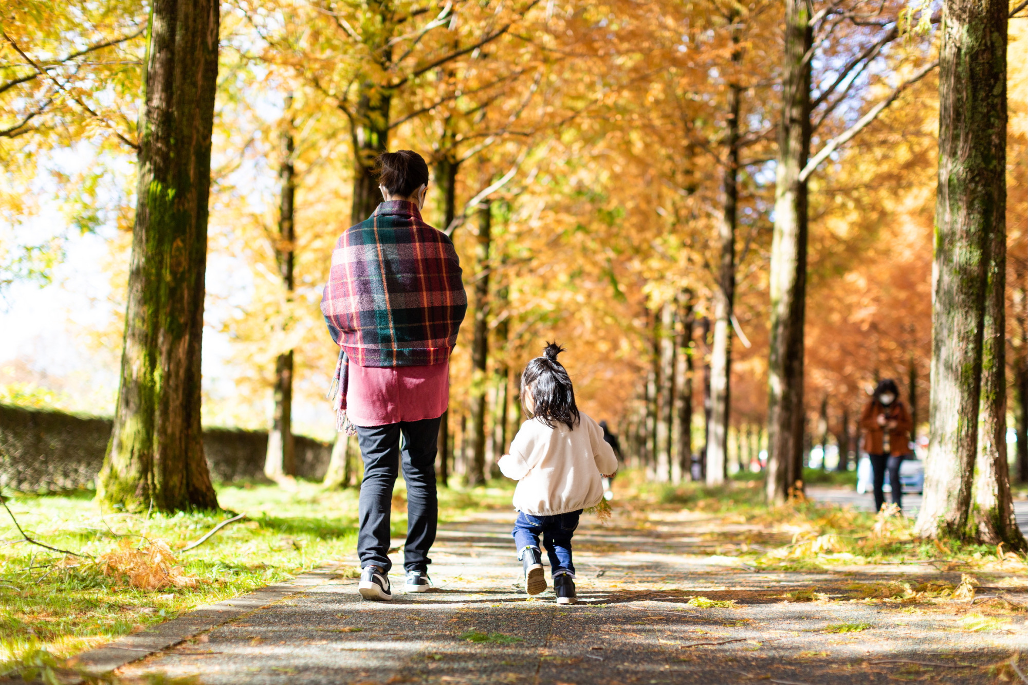 金沢の紅葉穴場！太陽が丘メタセコイア並木で楽しむ秋の絶景と見どころ完全ガイド