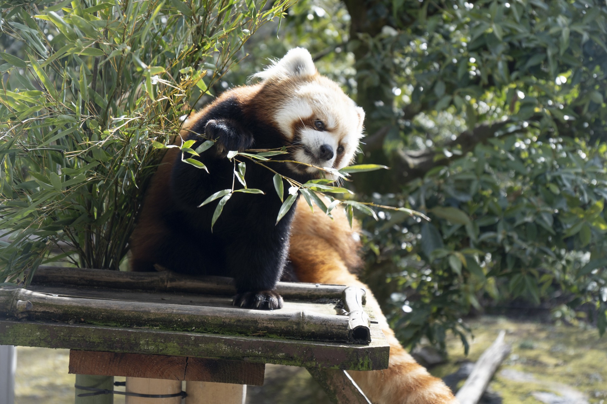 いしかわ動物園の楽しみ方｜チケット＆料金・見どころや周辺ランチもご紹介