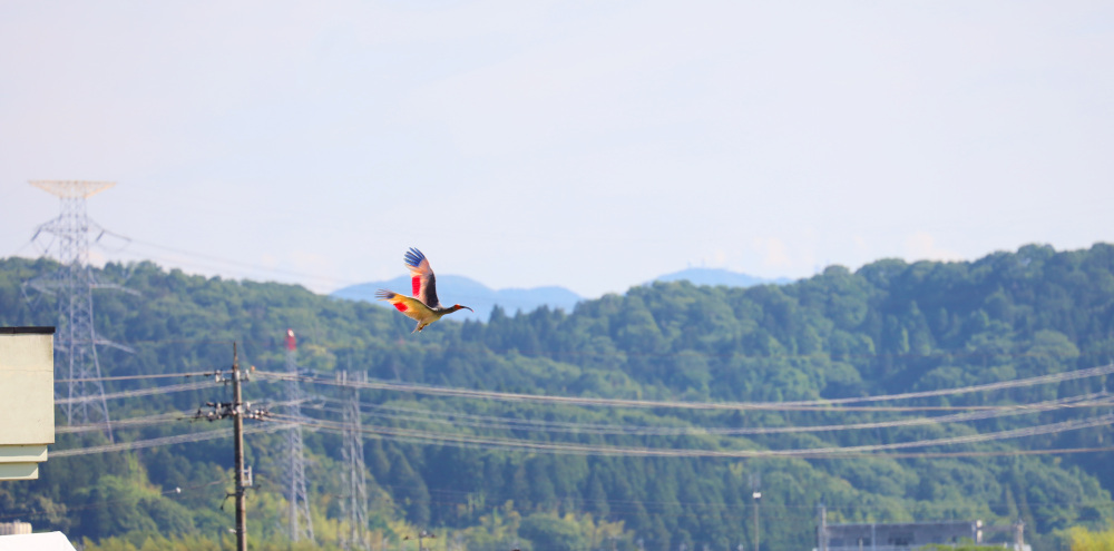 朱鷺の舞う能登｜半世紀ぶりにトキが石川・能登の大空へ