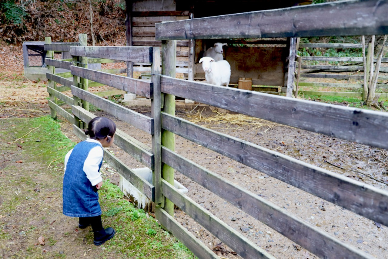 お店の外にはヤギが。