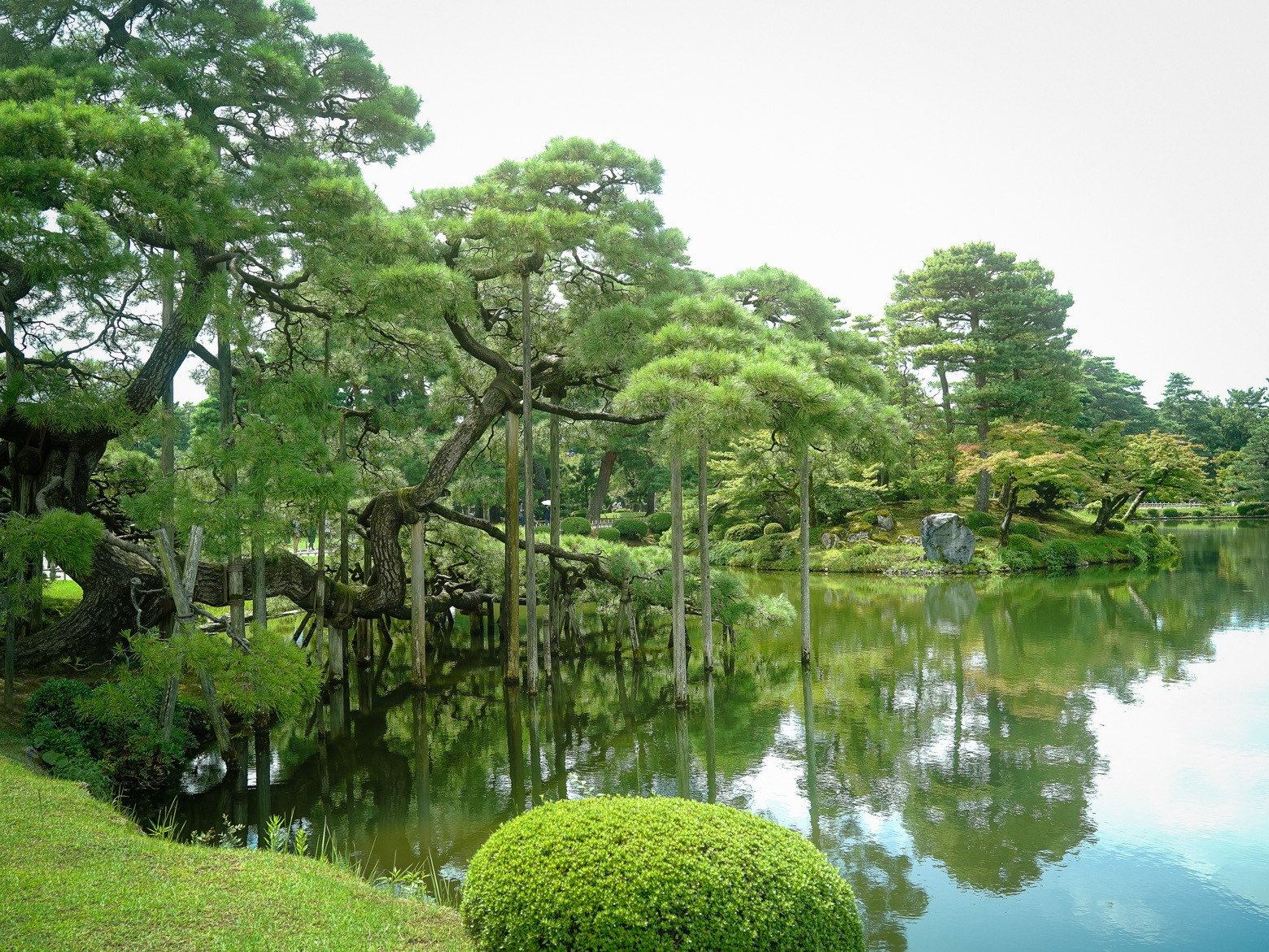 唐崎松