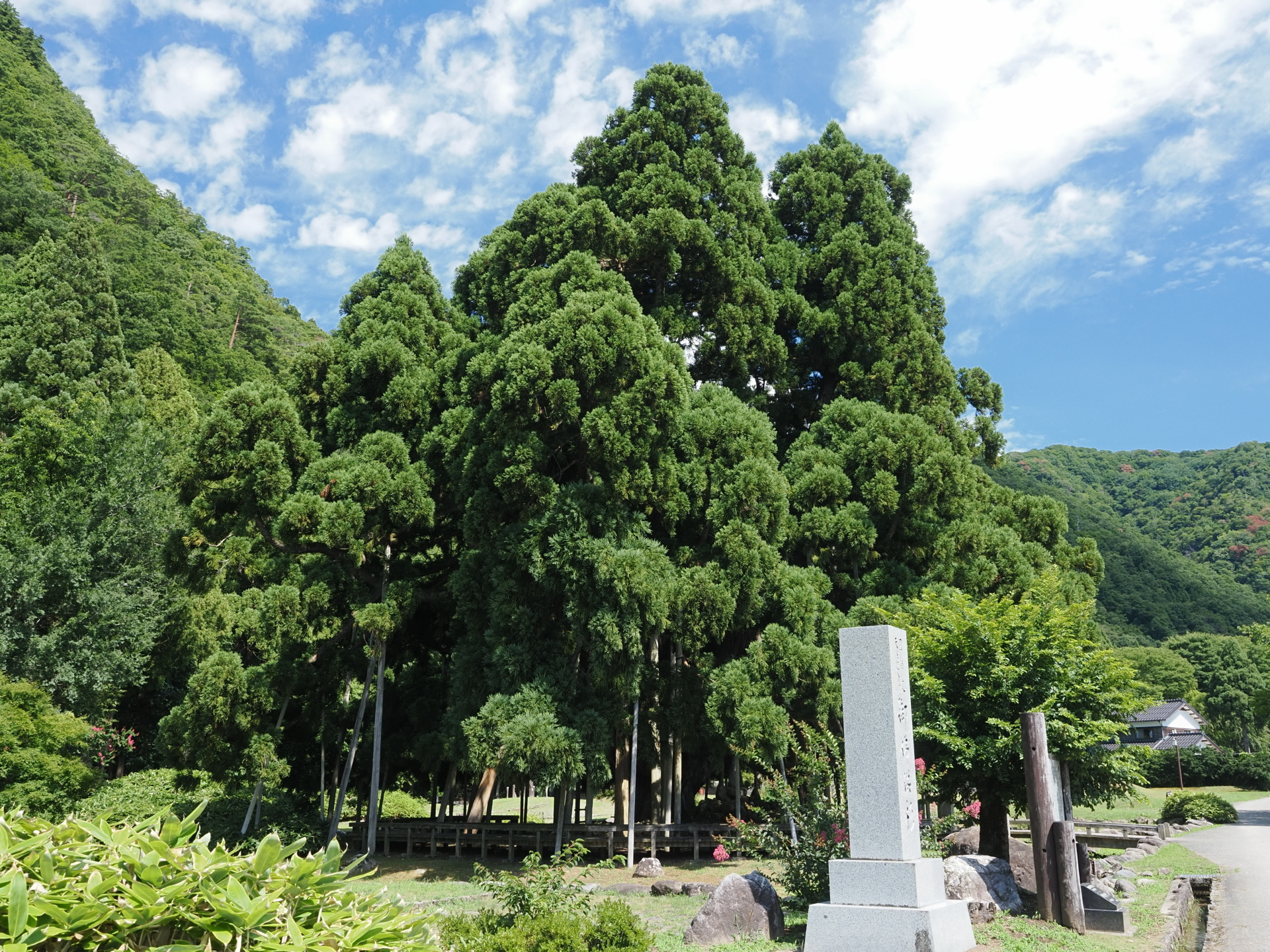 御仏供杉（おぼけすぎ）