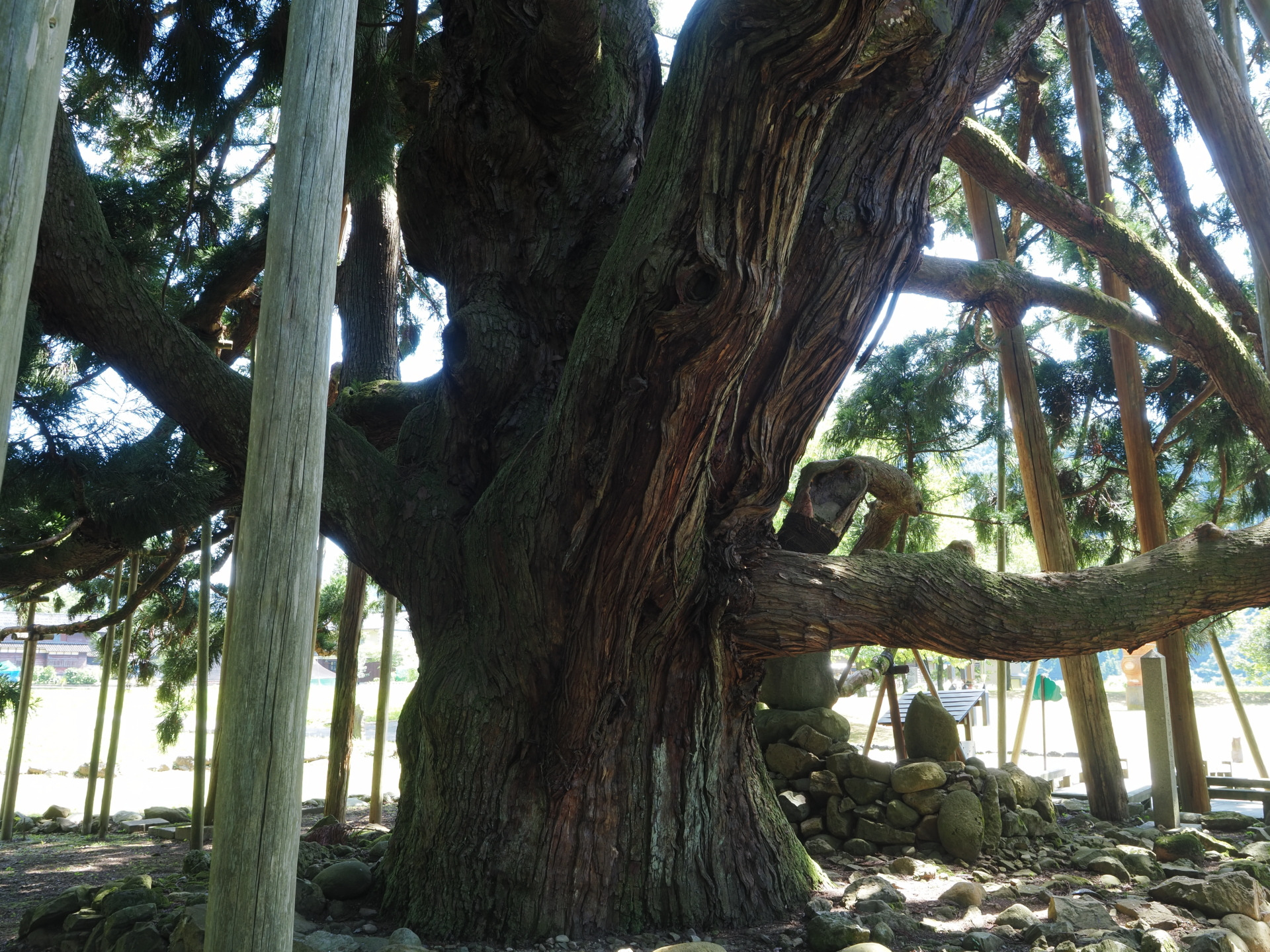 太い幹から四方八方にのびる枝