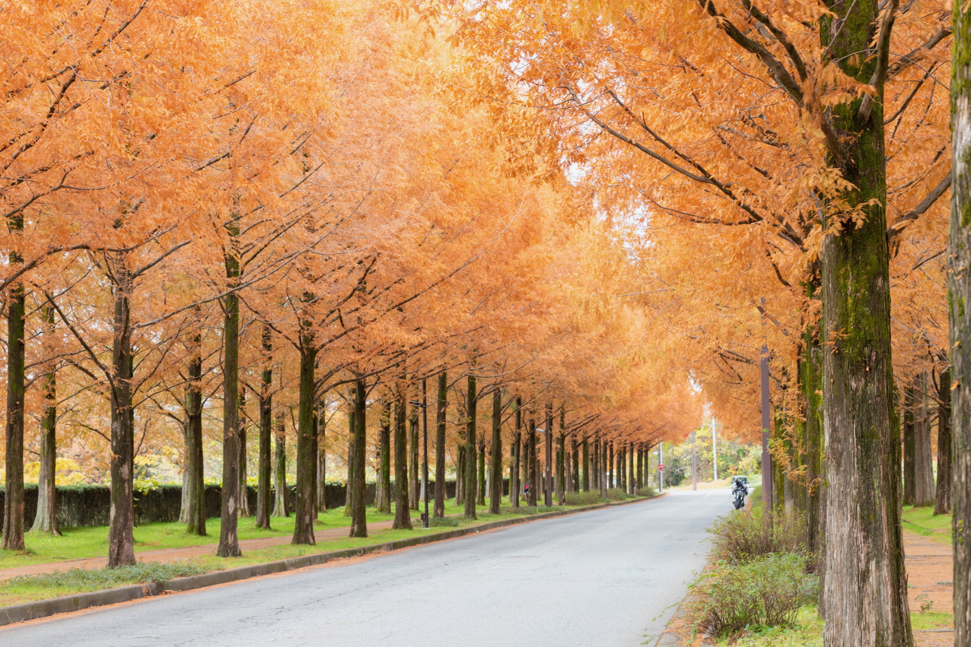 紅葉 金沢の紅葉穴場！太陽が丘メタセコイア並木で楽しむ秋の絶景と