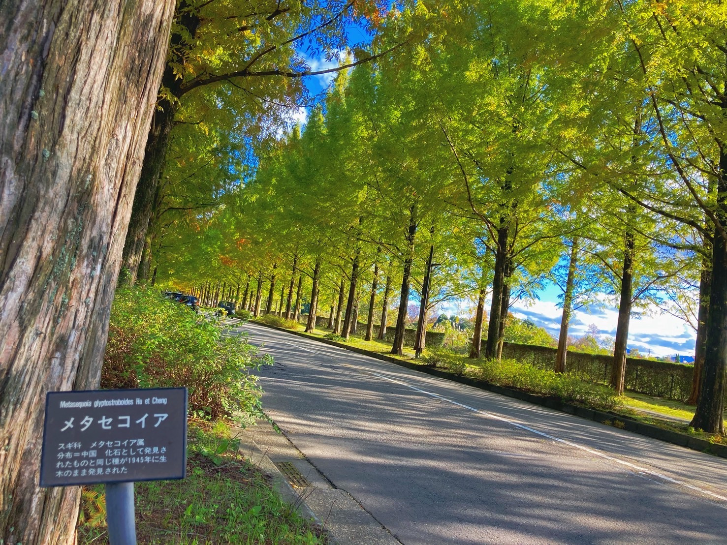 紅葉 金沢の紅葉穴場！太陽が丘メタセコイア並木で楽しむ秋の絶景と