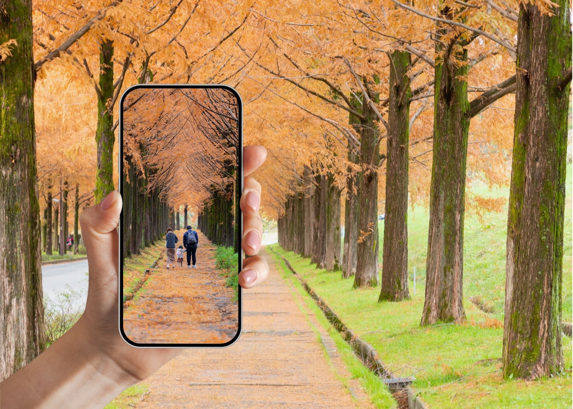 木と地面が半分