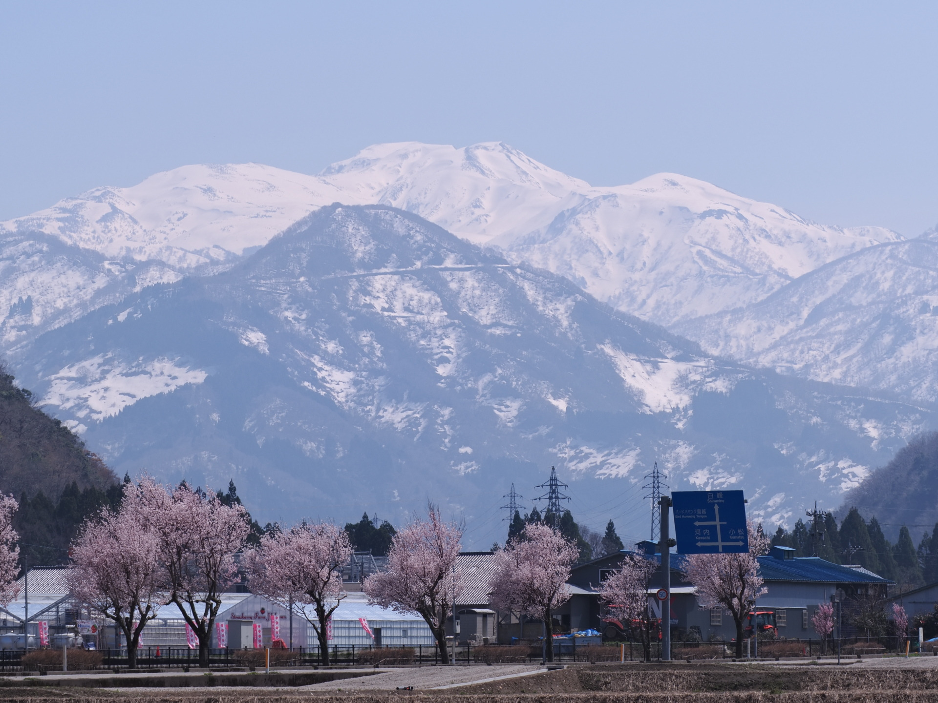 雪の白山と桜のコラボ