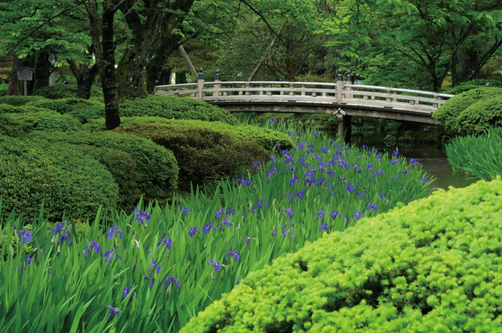 曲水の杜若(カキツバタ)