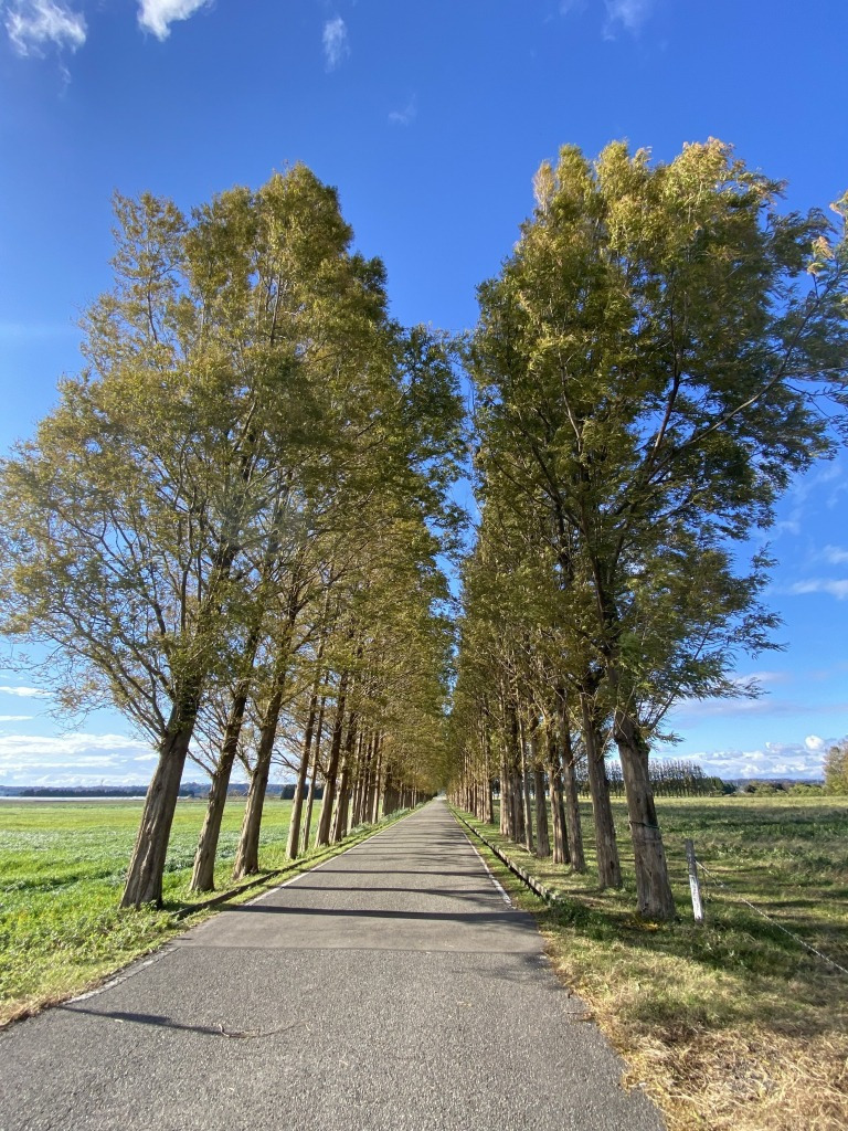 河北潟干拓地のメタセコイア並木