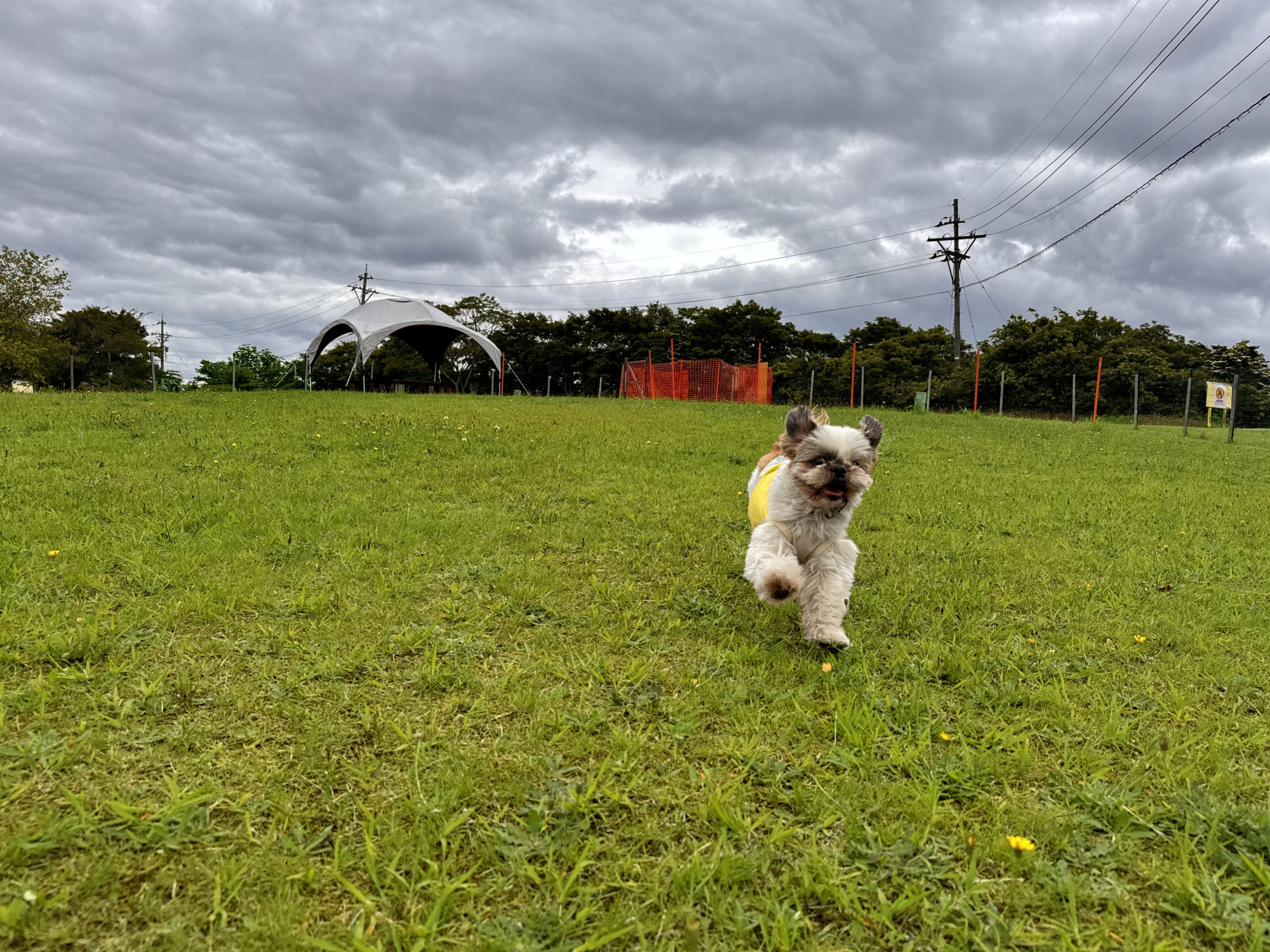 中型犬まで利用可