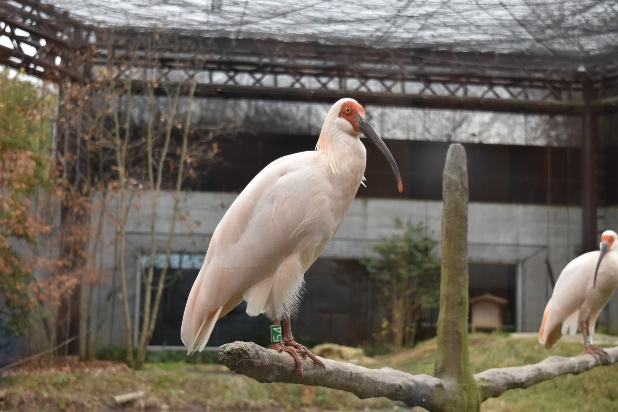 小窓から見れるトキ