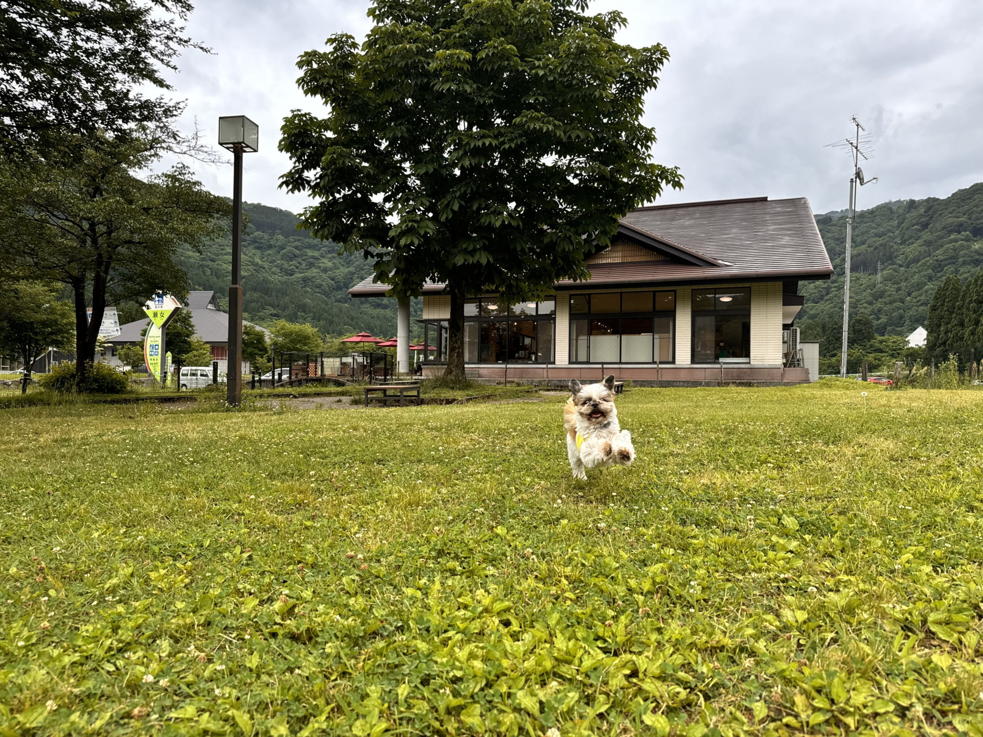 無料ドッグラン