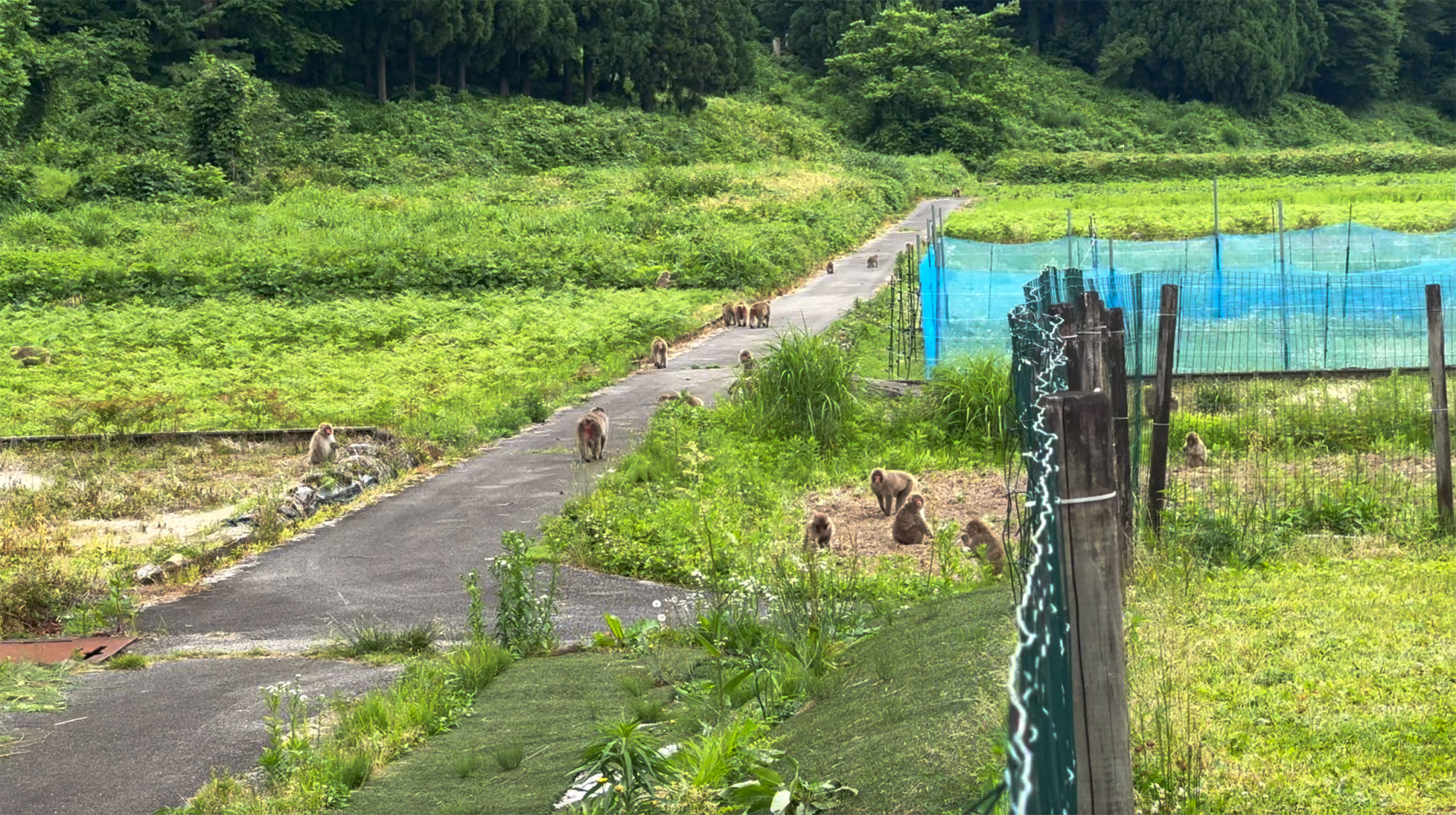 野生のお猿さんに出会うことも