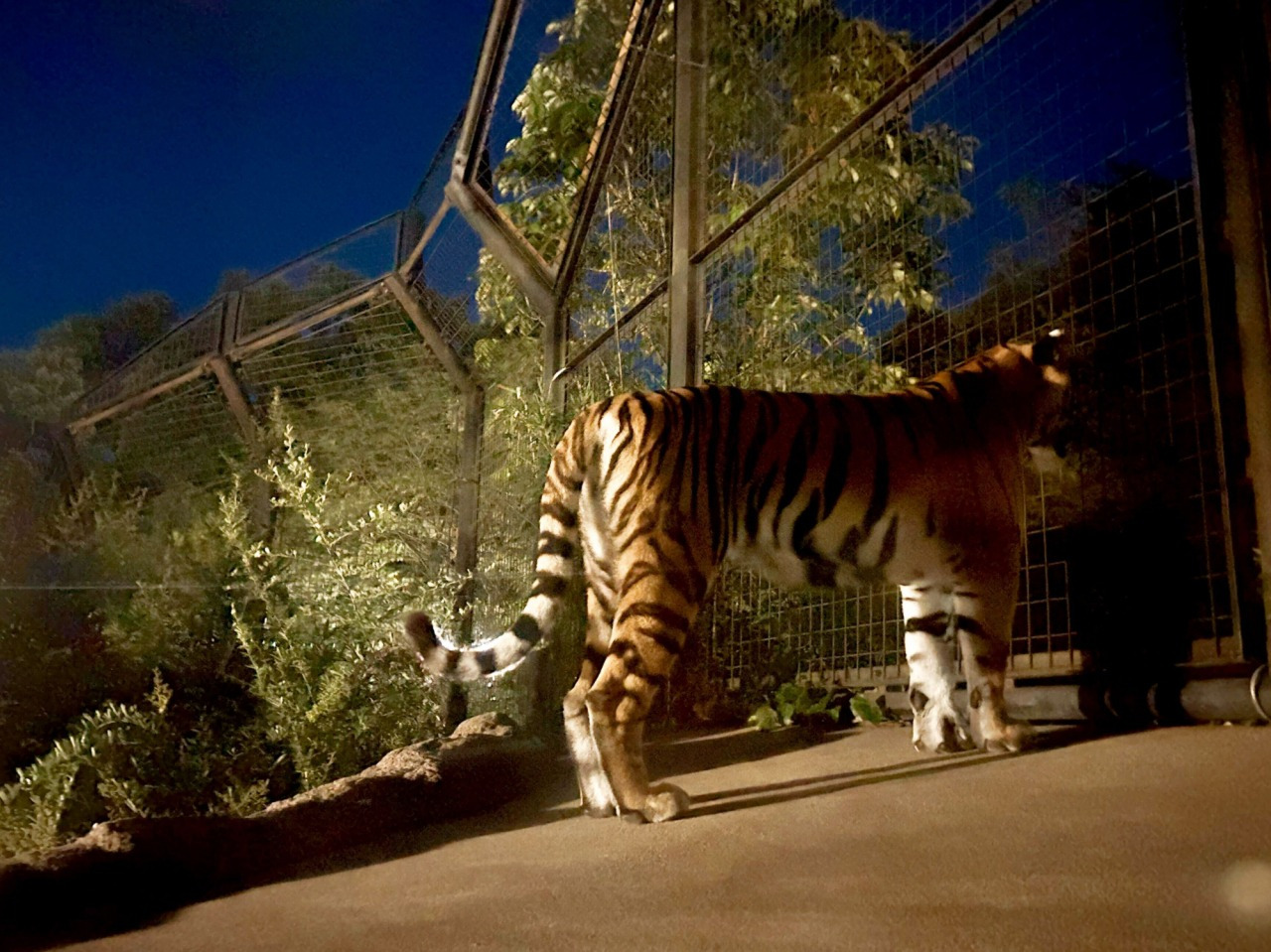 いしかわ動物園ナイトズー《2026》見どころ＆楽しむコツをご紹介！