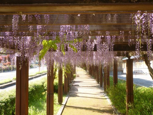 白山ろくテーマパーク　吉岡園地の藤【白山市】　