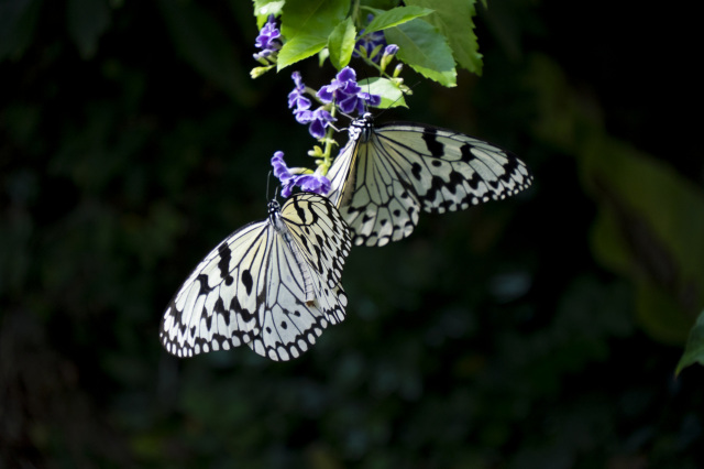 ④石川県ふれあい昆虫館　