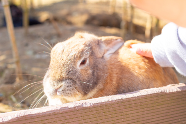 ⑥月うさぎの里