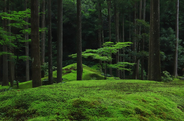 ＜粟津温泉＞叡智の杜／苔の里