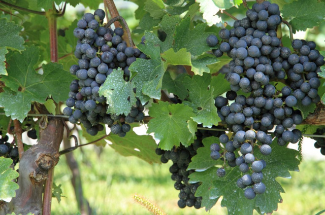 電動アシスト自転車の旅！『穴水産業観光コース』～湾岸から丘陵地を走る～