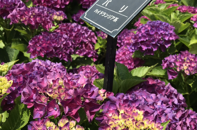 大乗寺丘陵公園（金沢市）