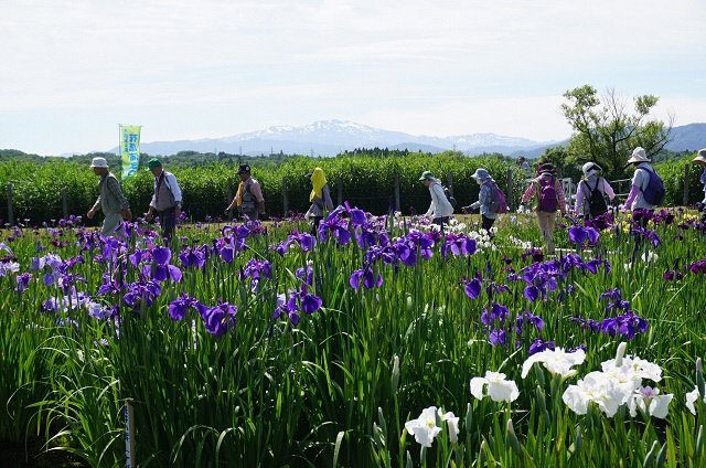 木場潟公園南園地　菖蒲園（小松市）