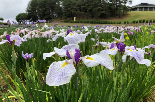 やなぎだ植物公園（能登町）