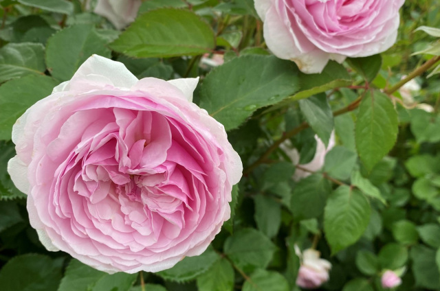 小松運動公園バラ園（小松市）