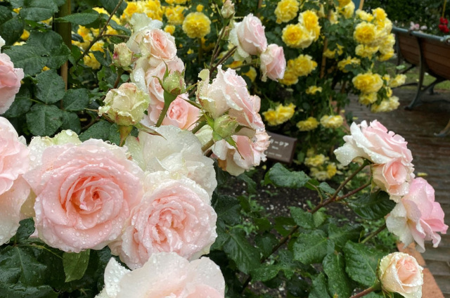 姉妹都市公園（金沢市）