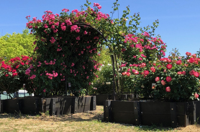 やなぎだ植物公園（能登町）