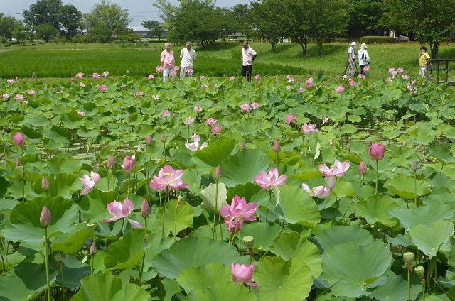 木場潟公園南園地のハス（小松市）