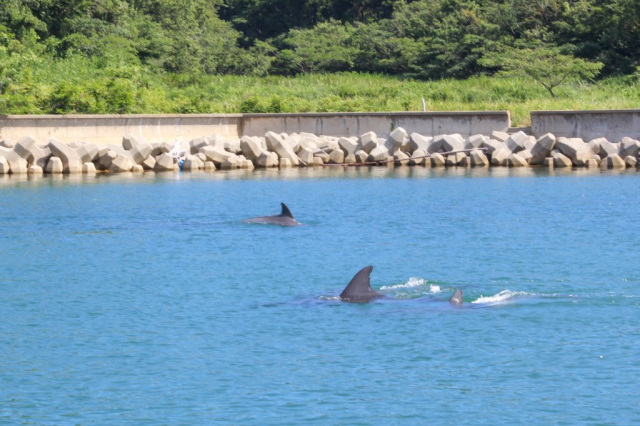 イルカウォッチング（七尾市）