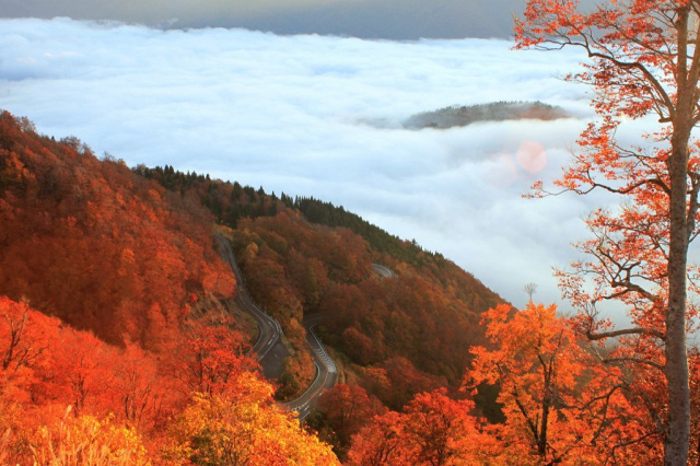 白山白川郷ホワイトロード 秋のモーニングタイム（白山市）