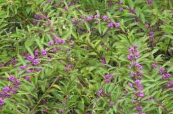 ムラサキシキブ（実）10月～12月