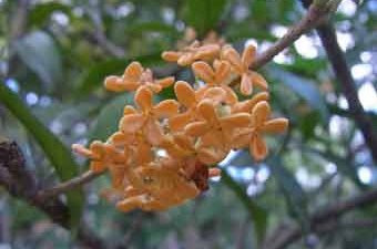 キンモクセイ（10月）