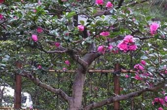 サザンカ（11月中旬～3月）