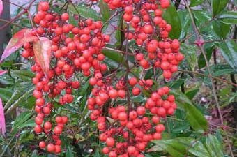 ナンテン（実）（11月）