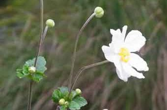 シュウメイギク（9月下旬～10月）