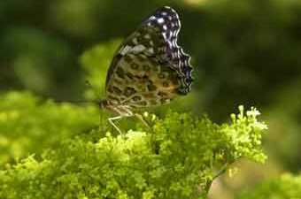 オミナエシ（7月～10月）