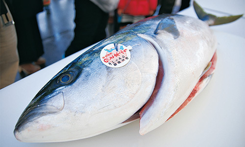 天然能登寒ぶり
